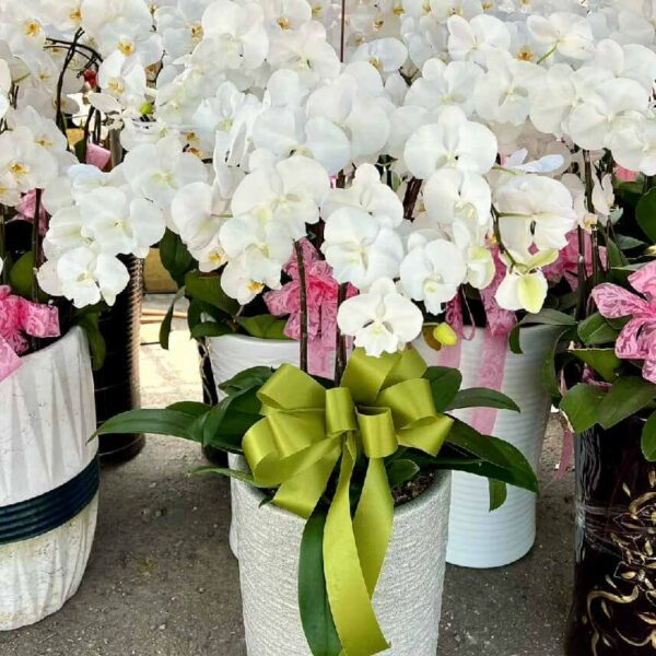 喪禮蘭花G