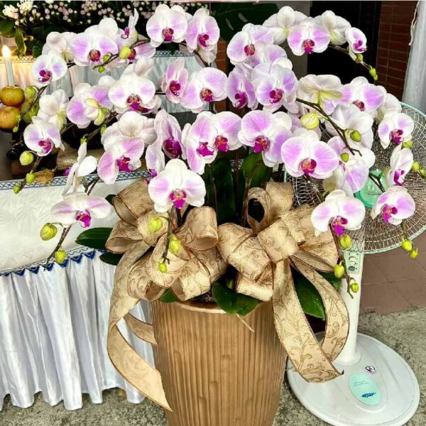 喪禮蘭花D