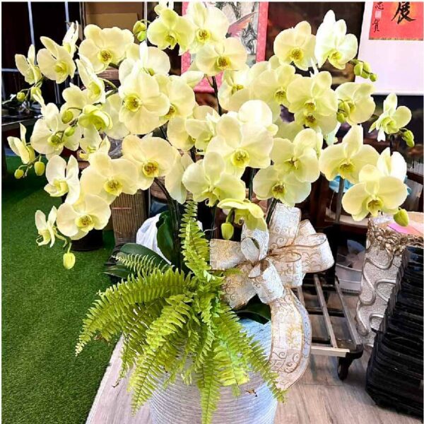 喪禮蘭花C