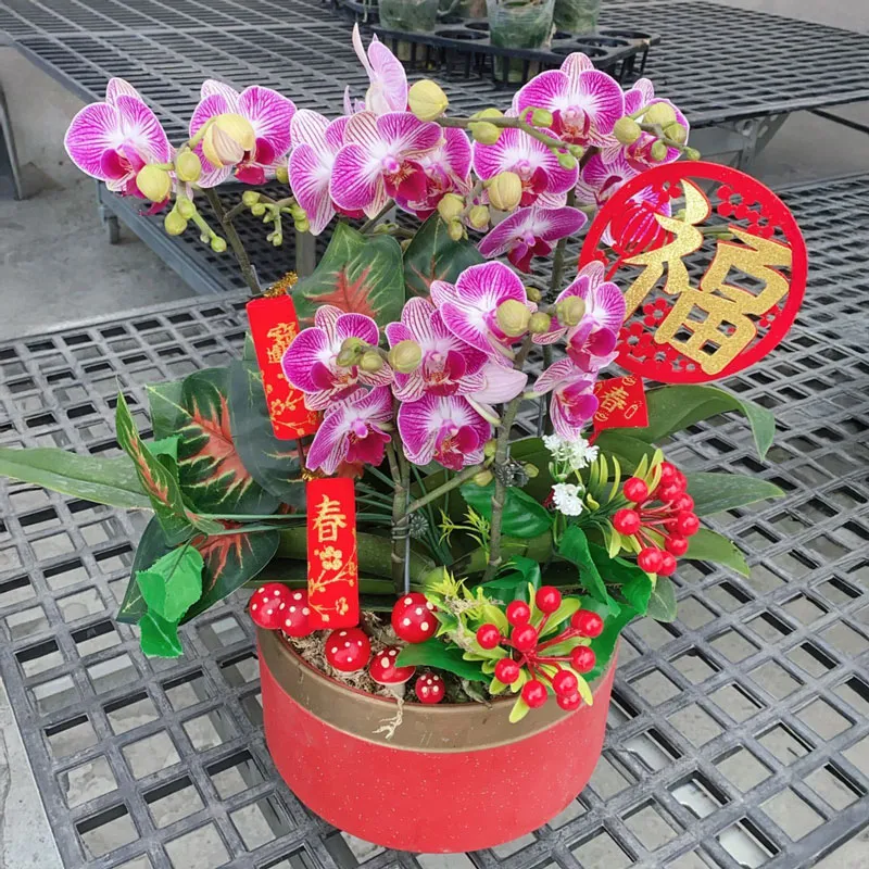 過年盆栽