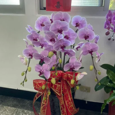 祝賀蘭花B
