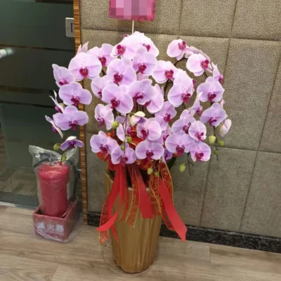 祝賀蘭花F