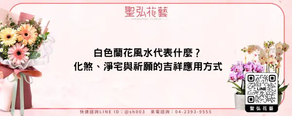 白色蘭花風水代表什麼？化煞、淨宅與祈願的吉祥應用方式