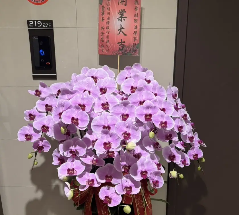 開幕蘭花10株5500