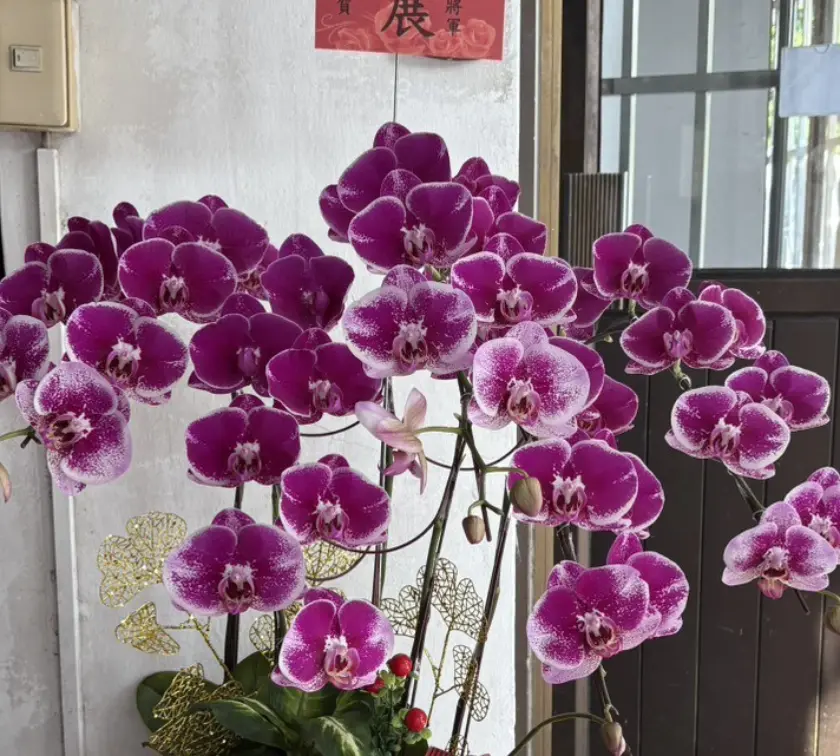 開幕蘭花5株3000