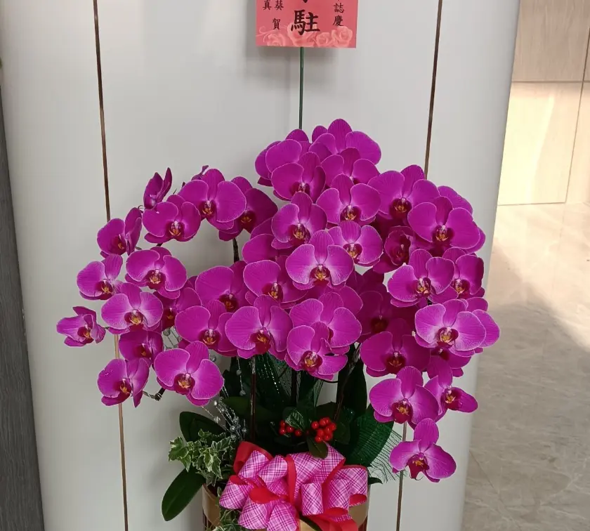 開幕蘭花6株3500