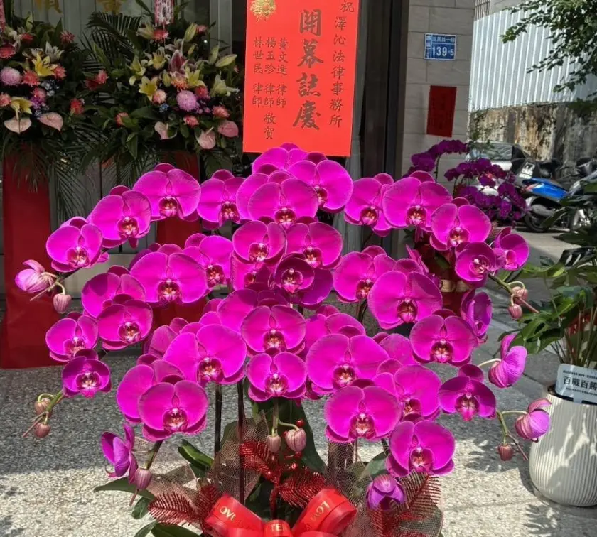 開幕蘭花8株4500