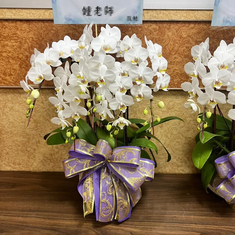 桌上型往生蘭花