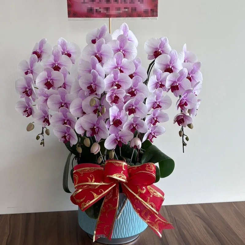 桌上型祝賀蘭花