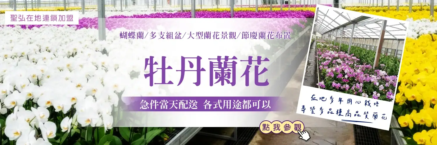 牡丹蘭花