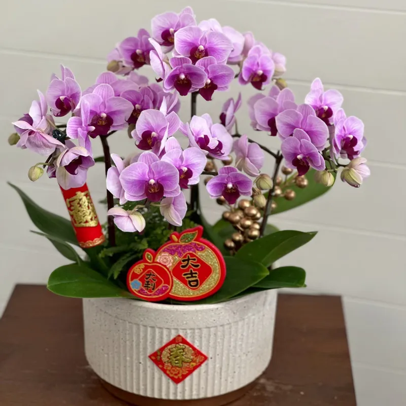 桌上型祝賀蘭花-A