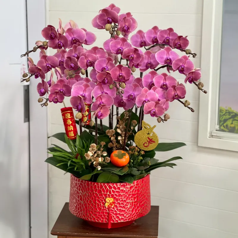 桌上型祝賀蘭花-B