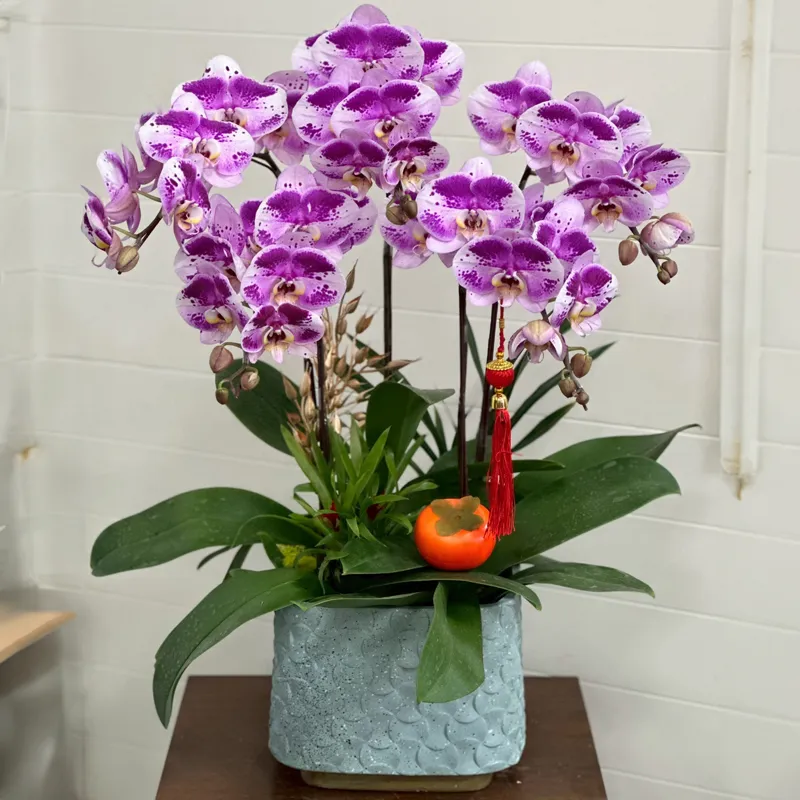 桌上型祝賀蘭花-C