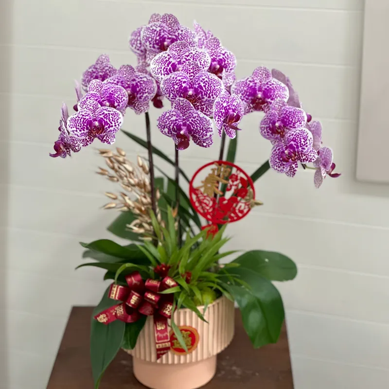 桌上型祝賀蘭花-D