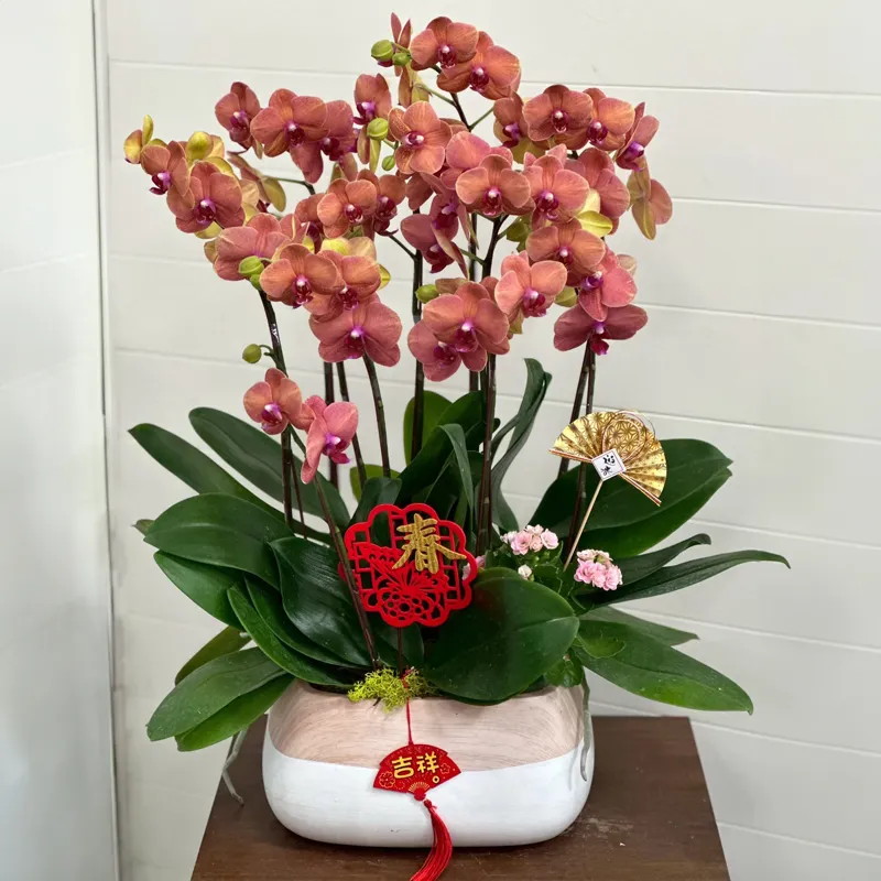 桌上型祝賀蘭花-E