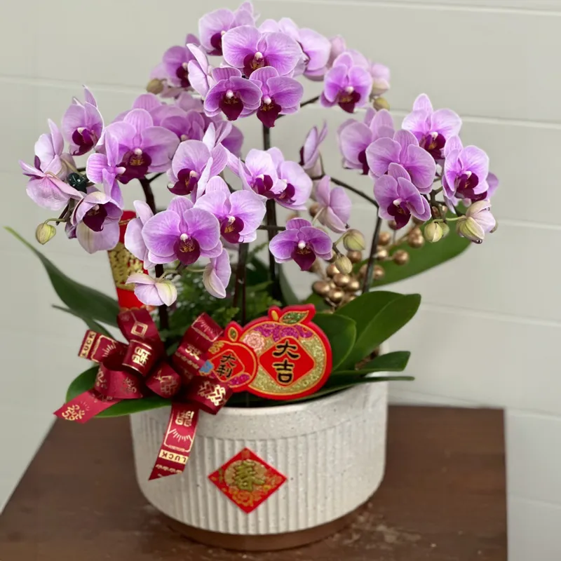 桌上型祝賀蘭花-F