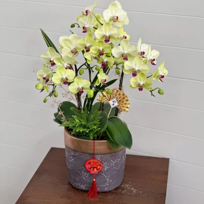 桌上型祝賀蘭花-G