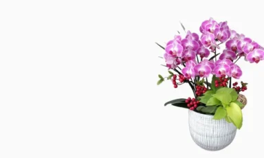 桌上型蘭花商品分類圖