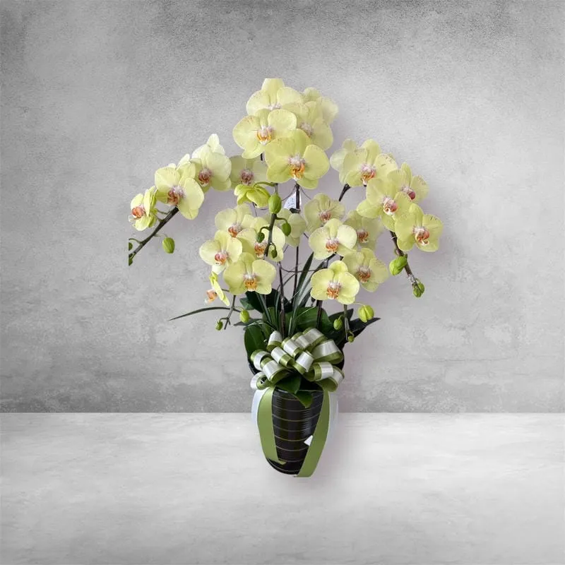 桌上型追思蘭花-B