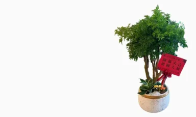 開幕盆栽商品分類圖