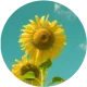 icon 向日葵.webp