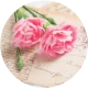 icon 康乃馨.webp