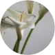 icon 海芋.webp