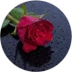 icon 玫瑰.webp