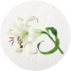 icon 百合.webp