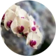 icon 蘭花.webp